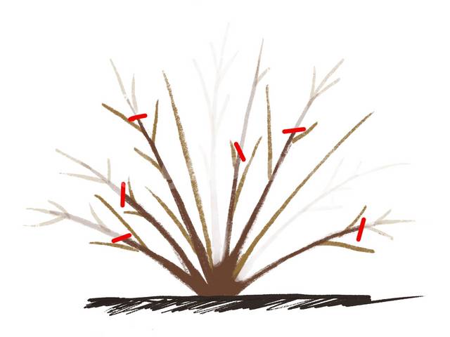 Raccourcissement des tiges vigoureuses