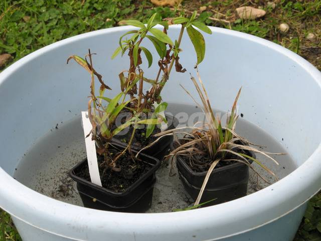Trempage des racines dans un bassine