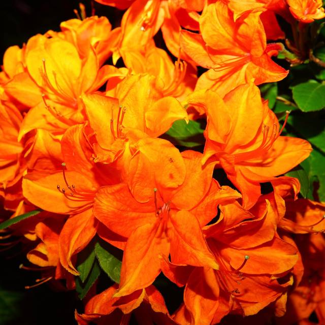 Azalée 'Hortulanus'