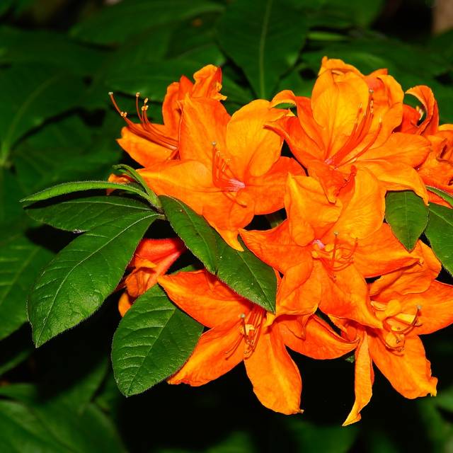 Azalée 'Hortulanus'