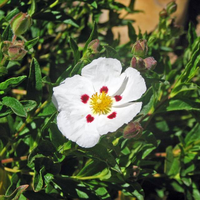 Cistus obtusifolius