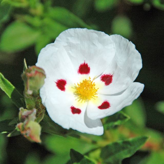 Cistus obtusifolius