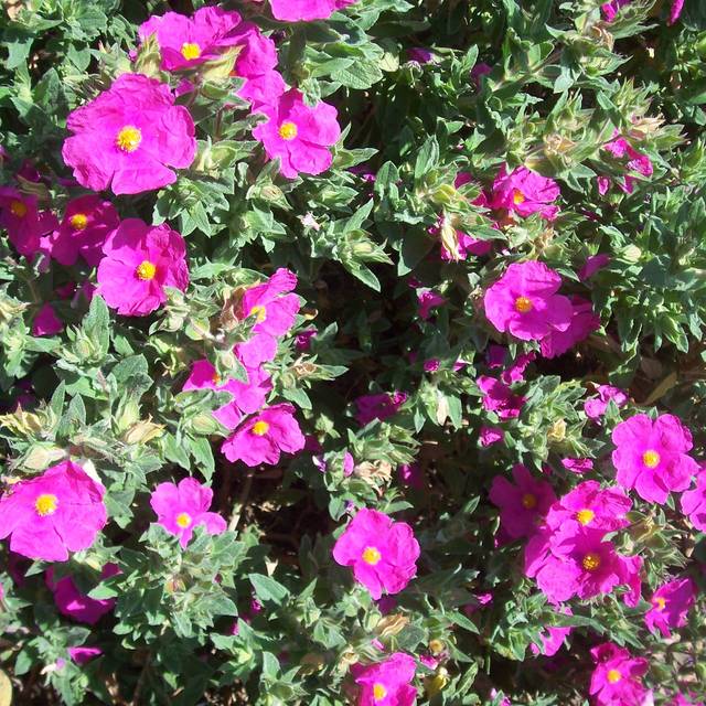 Cistus pulverulentus 'Sunset'