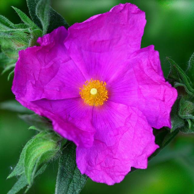 Cistus pulverulentus 'Sunset'