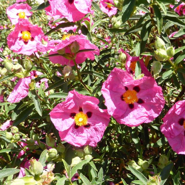 Cistus purpureus
