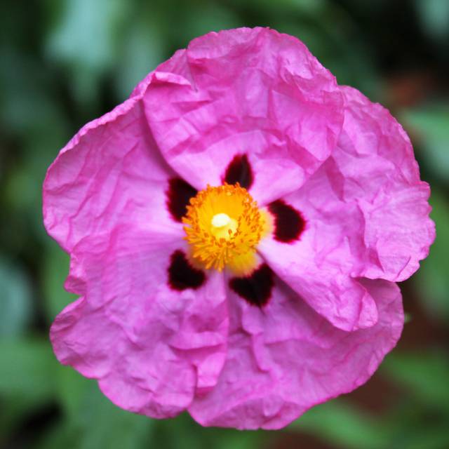 Cistus purpureus