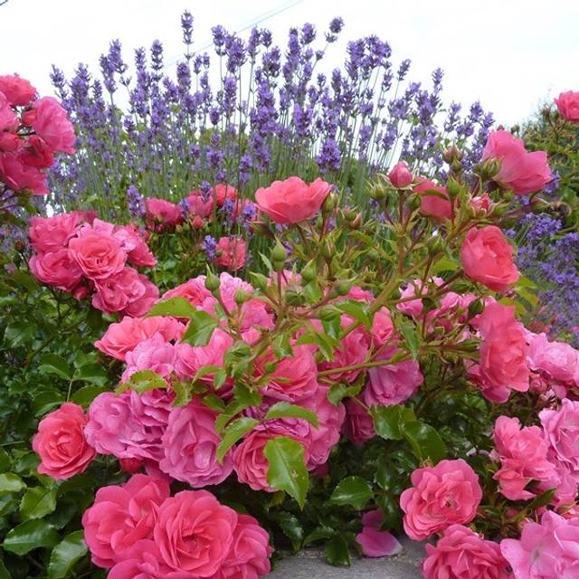 Décorosiers® Emera (D.R. Verdia)