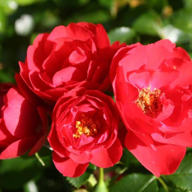 Décorosiers® Kadora (D.R. Verdia)