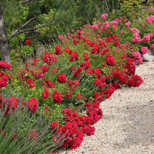 Décorosiers® Kadora (D.R. Verdia)