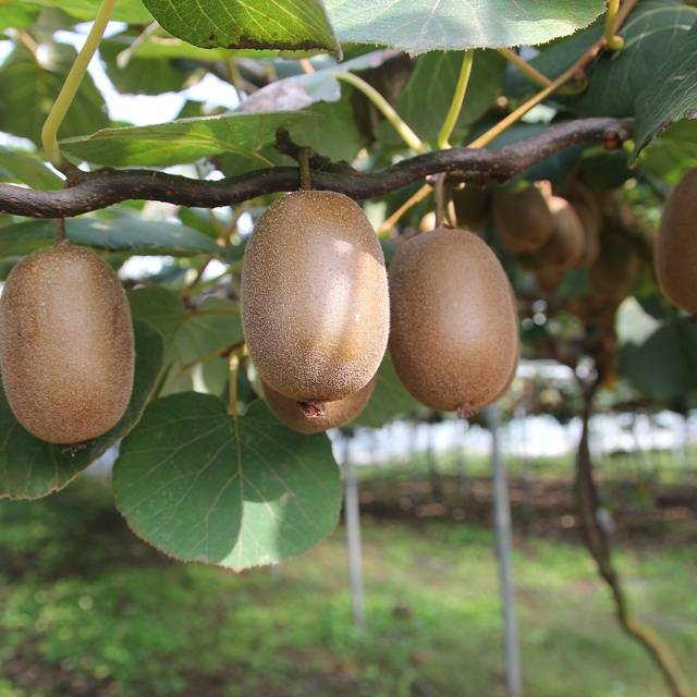 Kiwi Solo