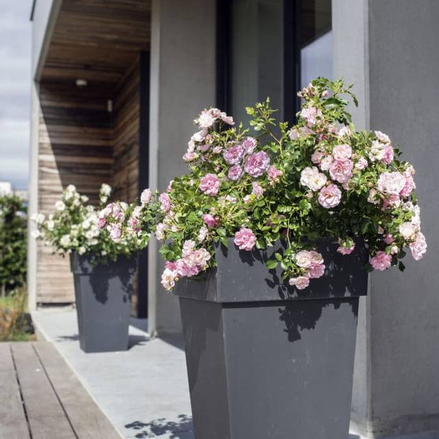 Décorosiers® Mareva (D.R. Verdia)
