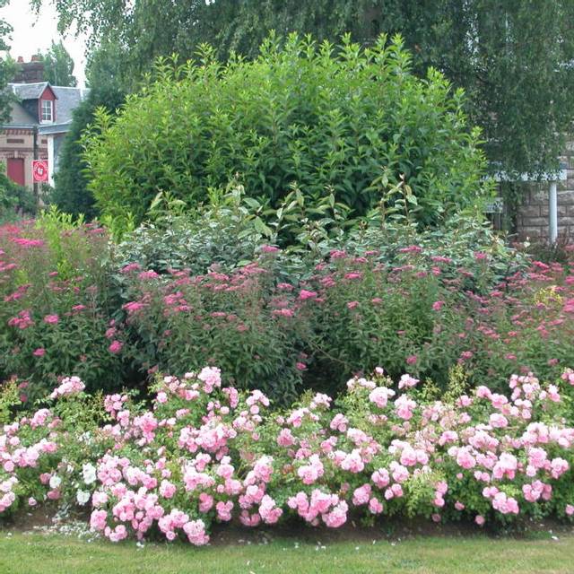 Décorosiers® Mareva (D.R. Verdia)