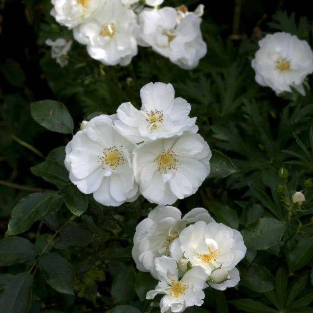 Décorosiers® Opalia (D.R. Verdia)