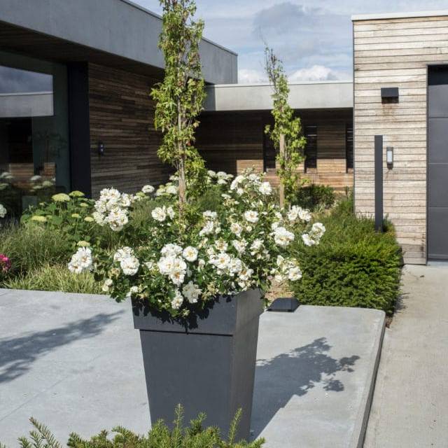 Décorosiers® Opalia (D.R. Verdia)