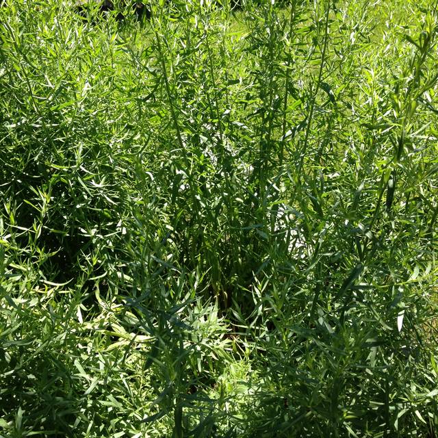 Pied d'estragon au jardin