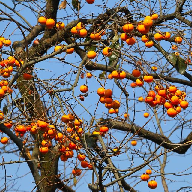Plaqueminier en hiver