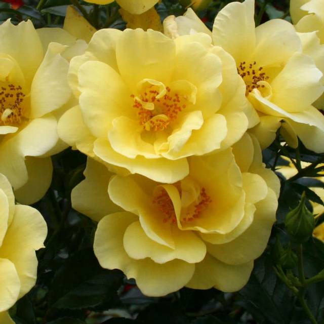 Décorosiers® Suneva (D.R. Verdia)