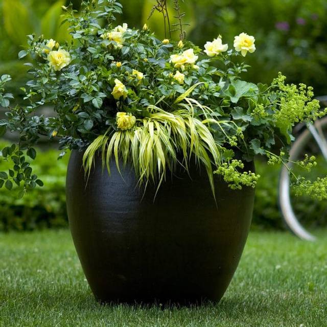 Décorosiers® Suneva (D.R. Verdia)