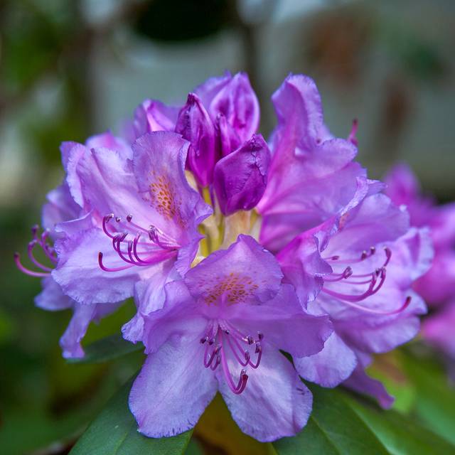 Rhododendron 'Marcel Ménard'