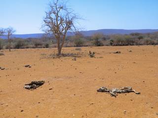 Ethiopie : sécheresse : l'hydroponie, une solution pour les