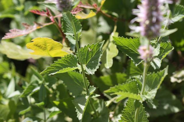 Feuillage d'agastache