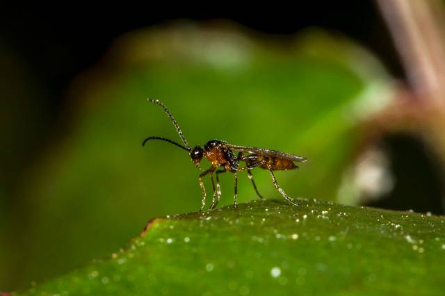 Aphidius ervi, guêpe parasitoïde