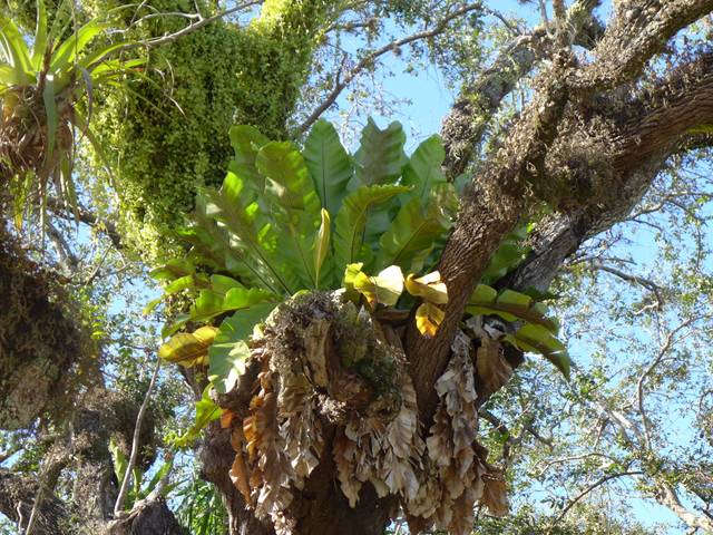 Asplenium nidus : fougère épiphyte