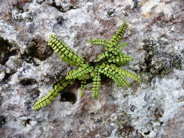 Asplenium trichomanes dans une anfractuosité de roche