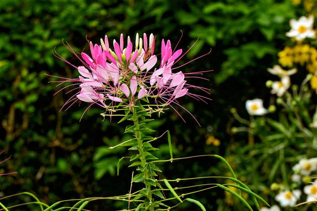 Cléome spinosa