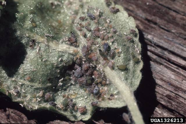 Colonie de pucerons cendrés au revers d'une feuille