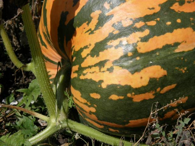 Courge