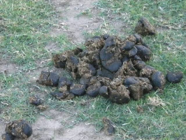 Crotin de cheval (fumier frais)