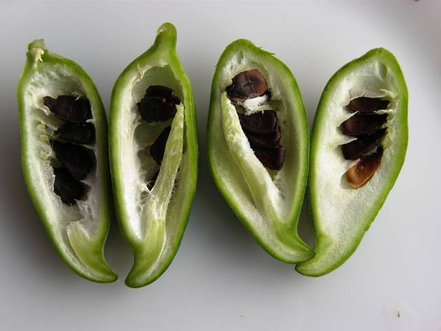 Cyclanthera pedata - fruits mûrs avec graines
