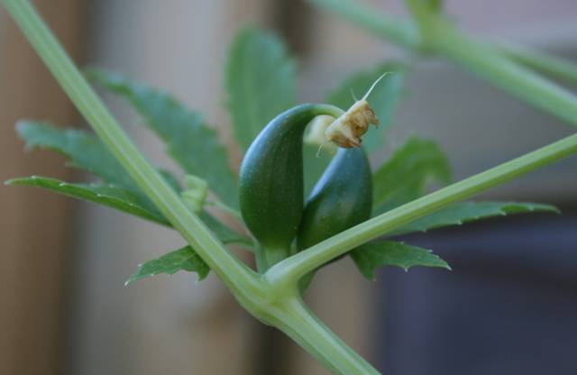 Cyclanthera pedata - jeune fruit
