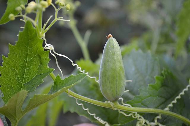 Cyclanthera pedata, cyclanthère