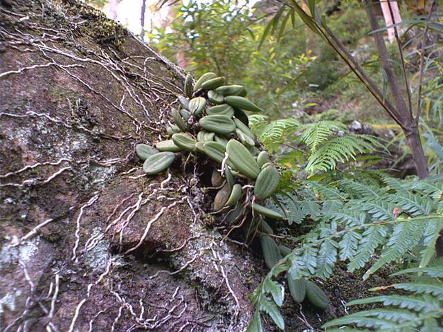 Orchidée lithophyte et ses très longues racines