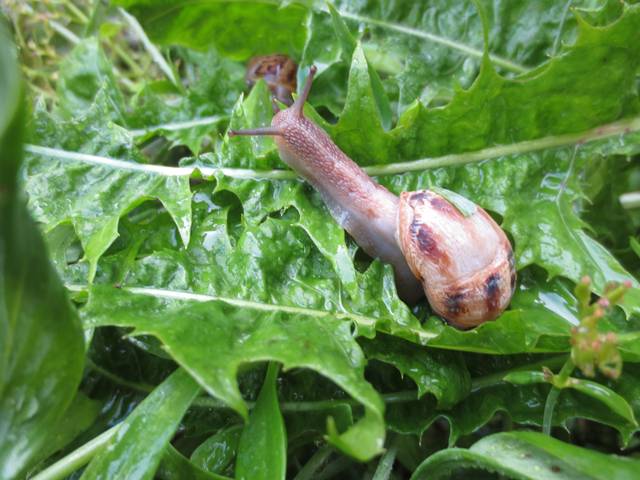 Escargot sur pissenlit