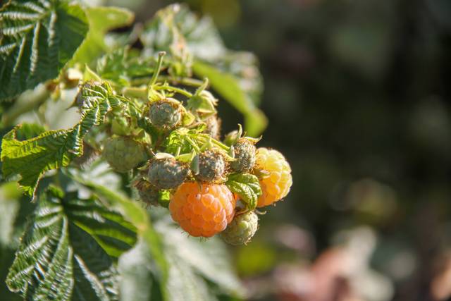 Framboises jaunes sur framboisier