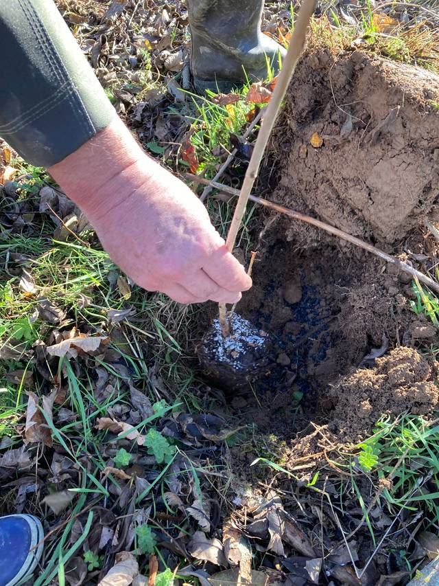 Incorporation de biochar à la plantation