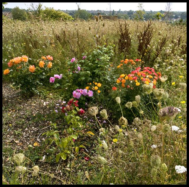 Jardin sauvage