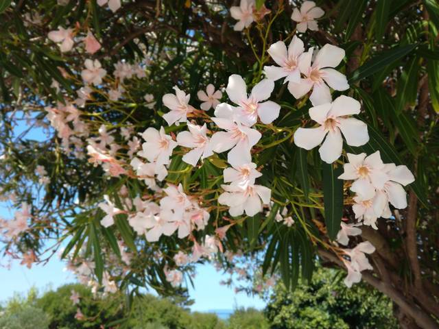 Laurier rose en arbre
