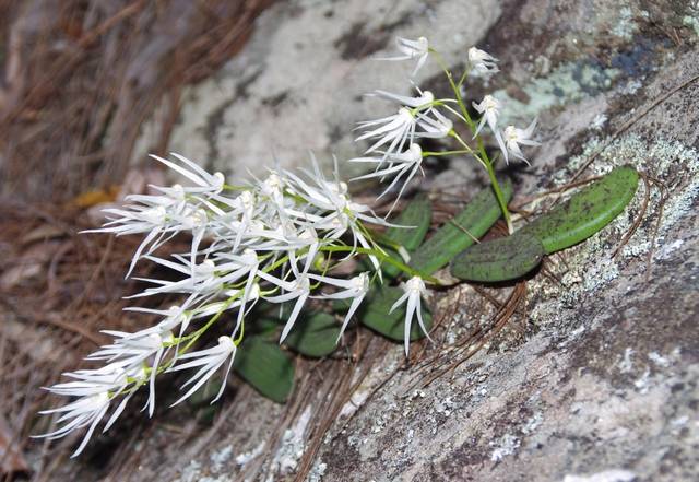 Orchidée lithophyte (Dendrobium linguiforme)