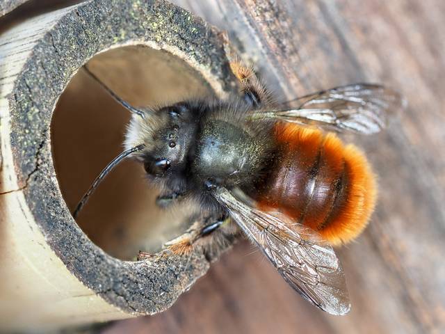 Une abeille maçonne rentrant dans un tube de bambou