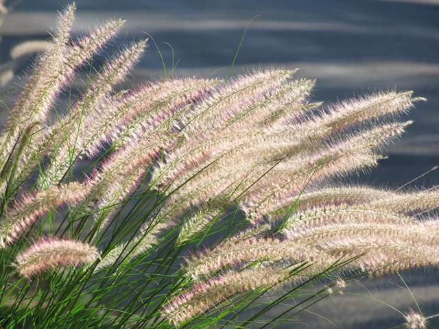 Pennisetum