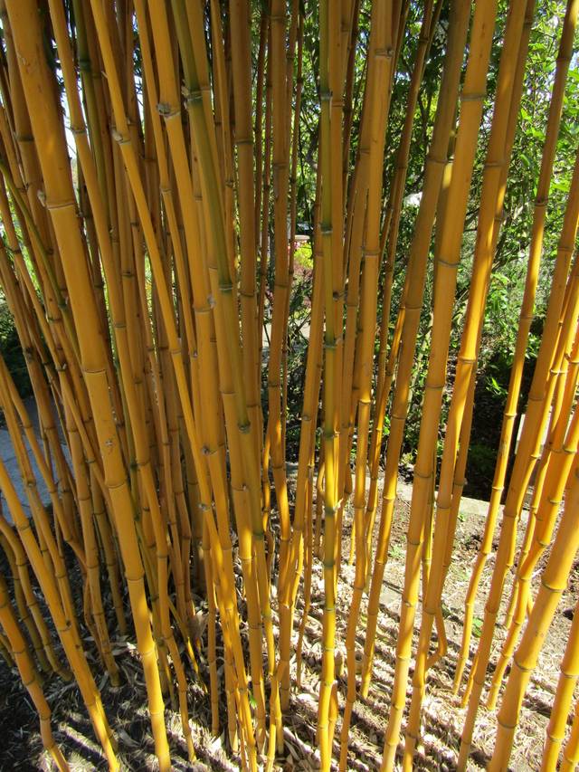 Phyllostachys aureosulcata f. aureocaulis