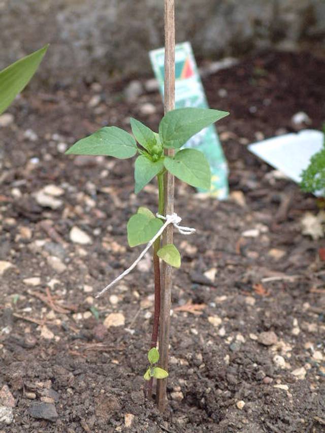 Physalis ixocarpa : jeune plant tuteuré