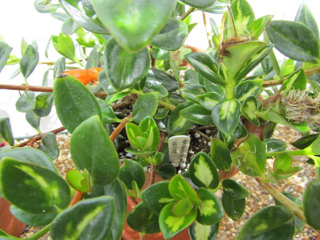Nematanthus gregarius variegatus