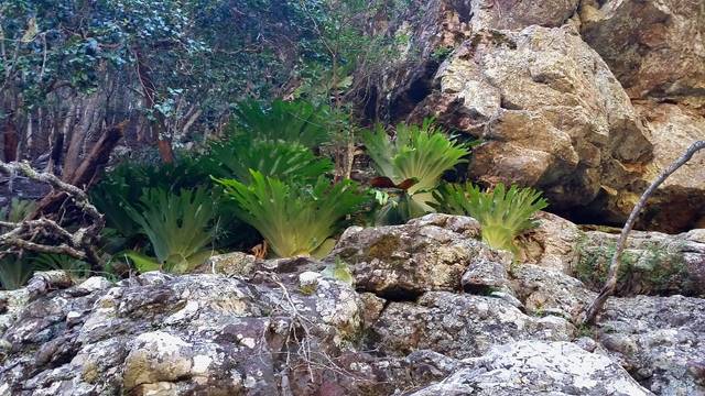 Platycerium superbum poussant sur des rochers