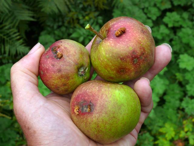 Pommes atteintes par le carpocapse