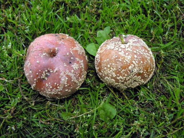 Pommes atteintes de moniliose